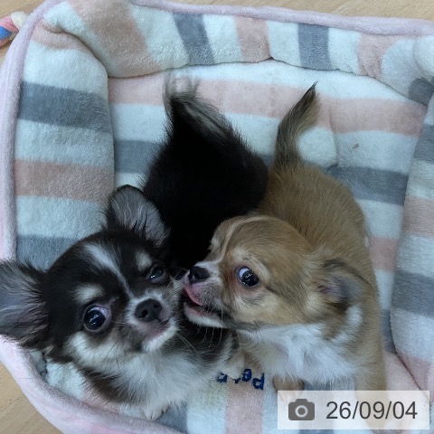 チワワの写真