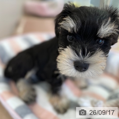 福岡県のミニチュアシュナウザー (ペットプラス ららぽーと福岡店/2026年7月8日生まれ/女の子/ブラックシルバー)の子犬の3枚目の画像
