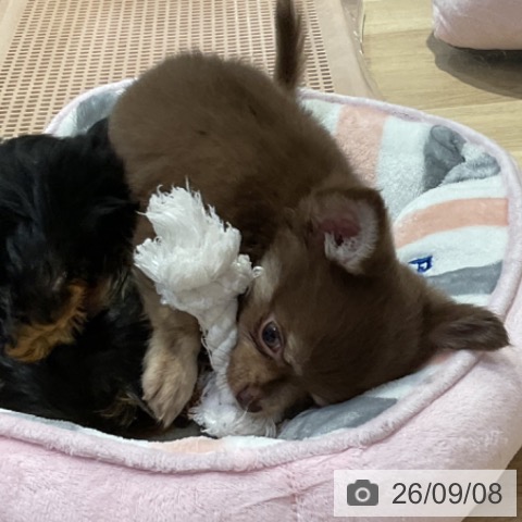 チワワの写真