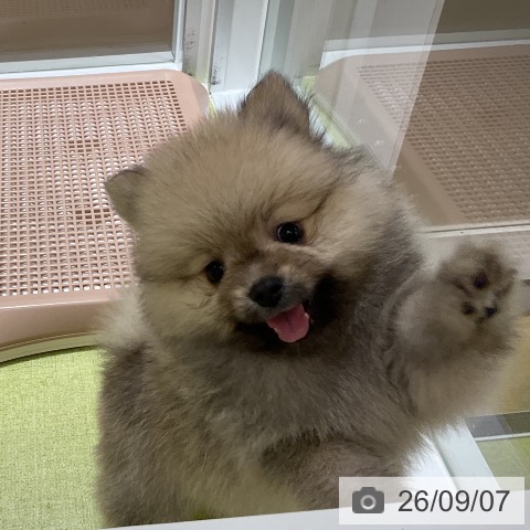 ポメラニアンの写真