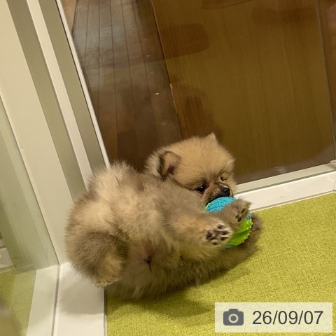 ポメラニアンの写真