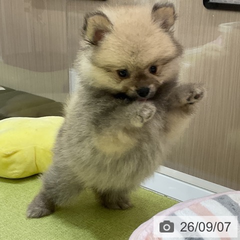 ポメラニアンの写真