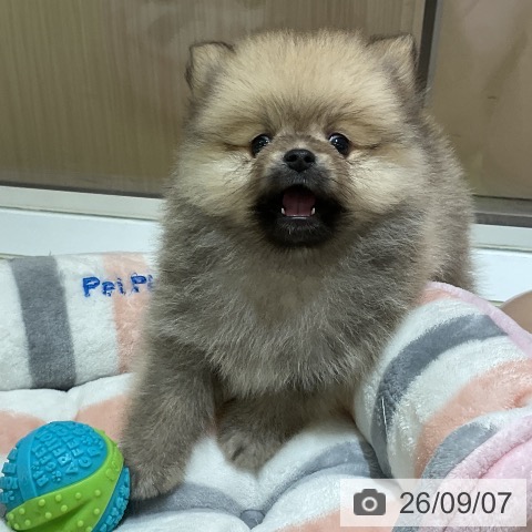 ポメラニアンの写真