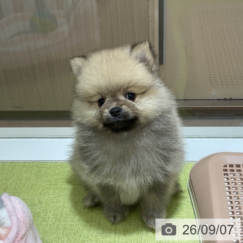 ポメラニアンの写真
