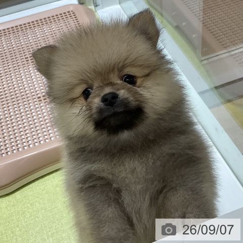 ポメラニアンの写真