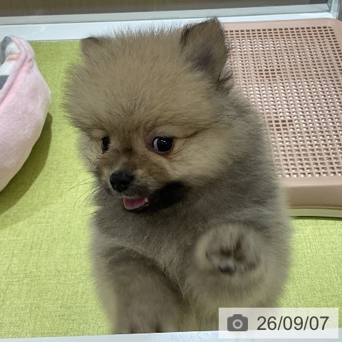 ポメラニアンの写真