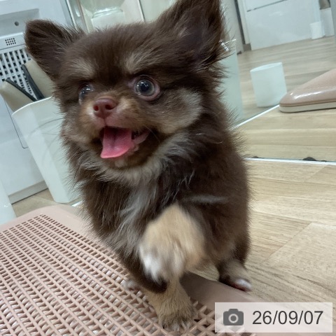 チワワの写真