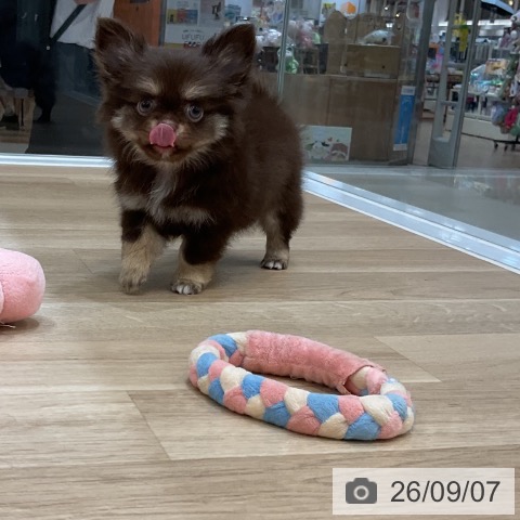 チワワの写真
