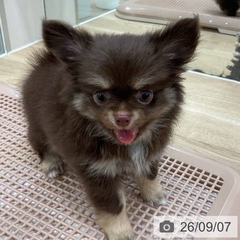 チワワの写真