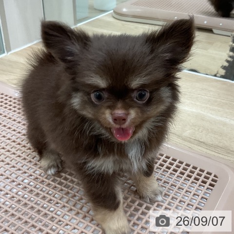 チワワの写真