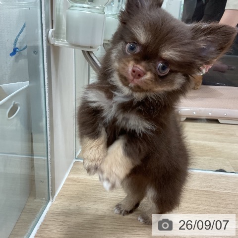 チワワの写真