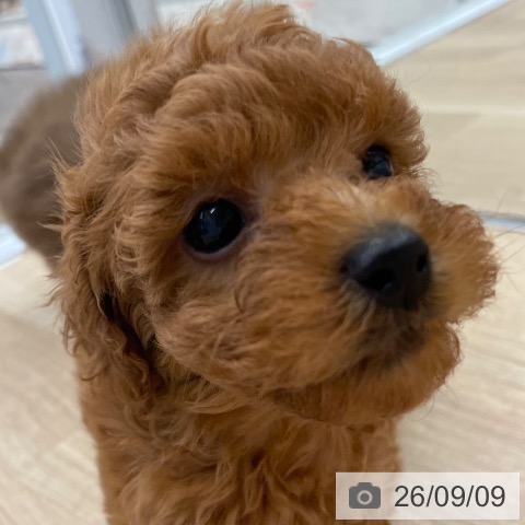 福岡県のトイプードル(トイ) (ペットプラス 春日店/2026年7月8日生まれ/女の子/レッド)の子犬の4枚目の画像