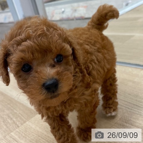 福岡県のトイプードル(トイ) (ペットプラス 春日店/2026年7月8日生まれ/女の子/レッド)の子犬の3枚目の画像