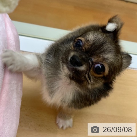 福岡県のチワワ(ロング) (ペットプラス 黒崎店/2026年7月7日生まれ/男の子/フォーンホワイト)の子犬の3枚目の画像