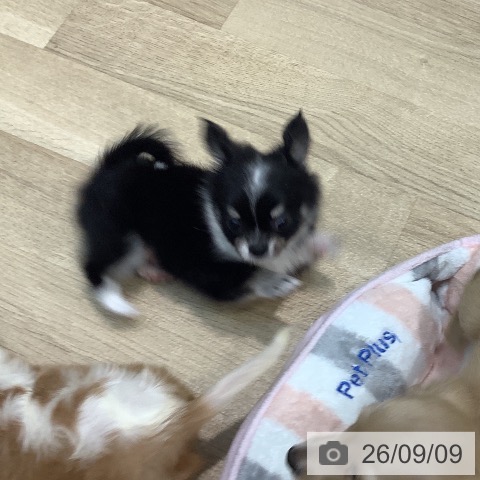 チワワの写真