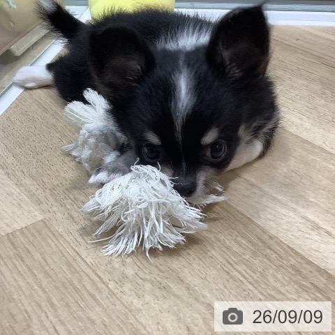 チワワの写真