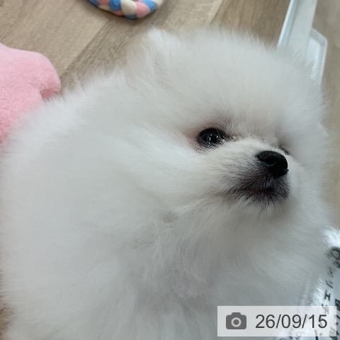 福岡県のポメラニアン (ペットプラス 八幡東店/2026年7月7日生まれ/男の子/ホワイト)の子犬の4枚目の画像