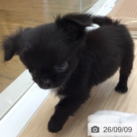 沖縄県のチワワ(ロング) (ペットプラス 南風原店/2026年7月8日生まれ/男の子/ブラックホワイト)の子犬の3枚目の画像