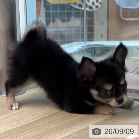 宮崎県のチワワ(ロング) (ペットプラス 宮崎店/2026年7月6日生まれ/男の子/ブラックタン)の子犬の4枚目の画像