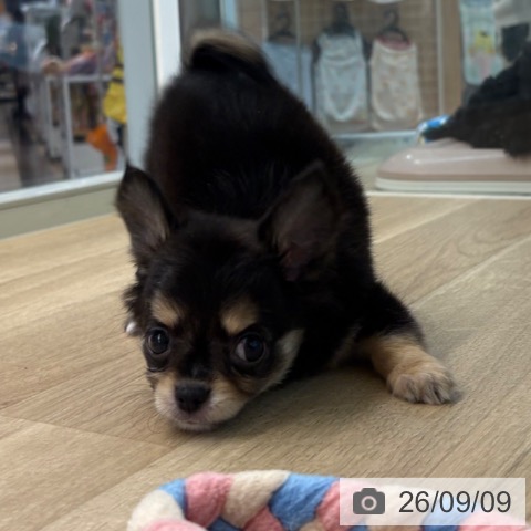 宮崎県のチワワ(ロング) (ペットプラス 宮崎店/2026年7月6日生まれ/男の子/ブラックタン)の子犬の3枚目の画像