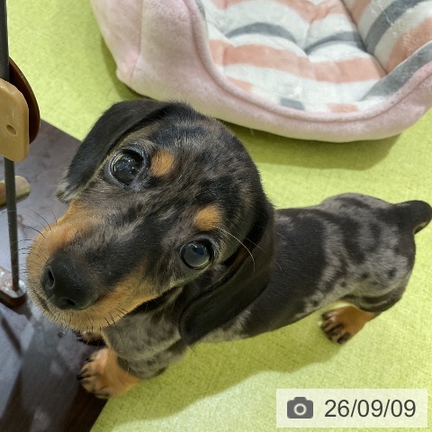 福岡県のミニチュアダックスフンド(ロング) (ペットプラス 福岡店/2026年7月9日生まれ/男の子/シルバーダップル)の子犬の4枚目の画像