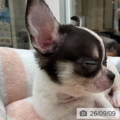 福岡県のチワワ(ロング) (ペットプラス 八幡東店/2026年7月9日生まれ/男の子/ホワイトブラックタン)の子犬の3枚目の画像