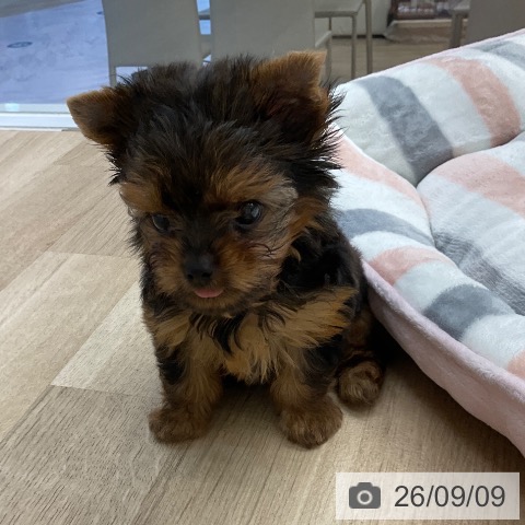 福岡県のヨークシャーテリア (ペットプラス 春日店/2026年7月7日生まれ/男の子/スチールブルータン)の子犬の4枚目の画像
