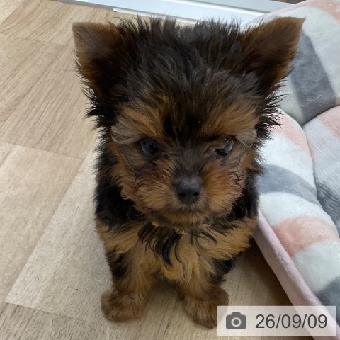 福岡県のヨークシャーテリア (ペットプラス 春日店/2026年7月7日生まれ/男の子/スチールブルータン)の子犬の3枚目の画像