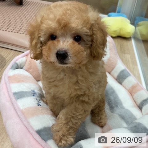 福岡県のトイプードル(トイ) (ペットプラス 八幡東店/2026年7月9日生まれ/男の子/アプリコット)の子犬の4枚目の画像