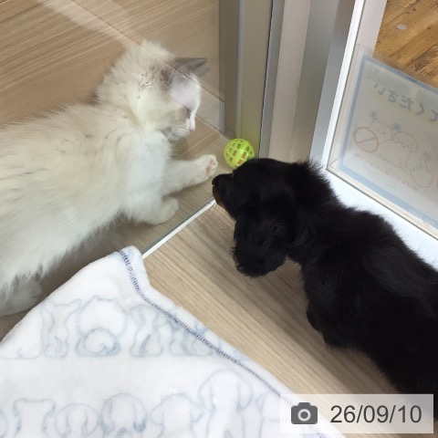 ミニチュア・ダックスフンドの写真