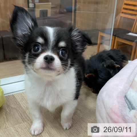 福岡県のチワワ(ロング) (ペットプラス 香椎浜店/2026年7月4日生まれ/男の子/ブラックタンホワイト)の子犬の4枚目の画像