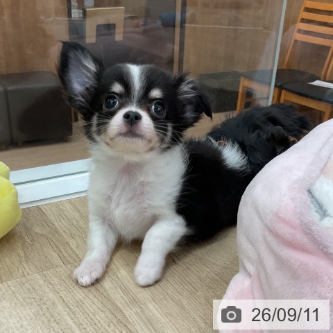 福岡県のチワワ(ロング) (ペットプラス 香椎浜店/2026年7月4日生まれ/男の子/ブラックタンホワイト)の子犬の3枚目の画像