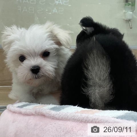 マルチーズの写真