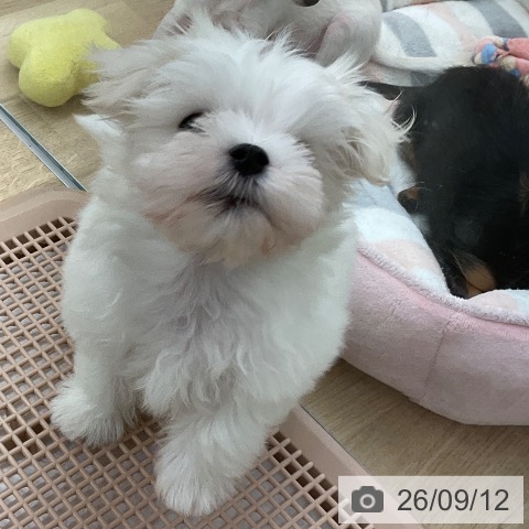 マルチーズの写真