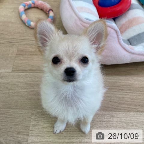 福岡県のチワワ(ロング) (ペットプラス 福岡店/2026年7月2日生まれ/男の子/クリームホワイト)の子犬の4枚目の画像