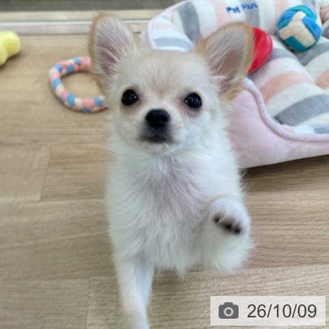 福岡県のチワワ(ロング) (ペットプラス 福岡店/2026年7月2日生まれ/男の子/クリームホワイト)の子犬の3枚目の画像