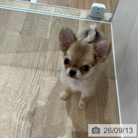 神奈川県のチワワ(ロング) (ペットプラス ゆめが丘ソラトス店/2026年7月2日生まれ/女の子/フォーンホワイト)の子犬の4枚目の画像