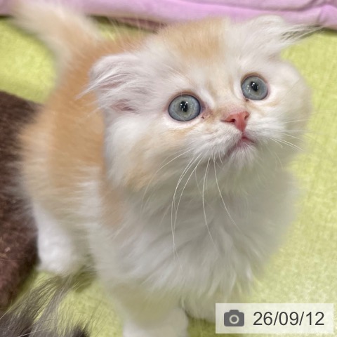 福岡県のスコティッシュフォールド (ペットプラス 福岡店/2026年7月5日生まれ/男の子/レッドホワイト)の子猫の3枚目の画像