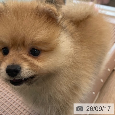 福岡県のポメラニアン (ペットプラス ららぽーと福岡店/2026年7月13日生まれ/男の子/オレンジ)の子犬の4枚目の画像