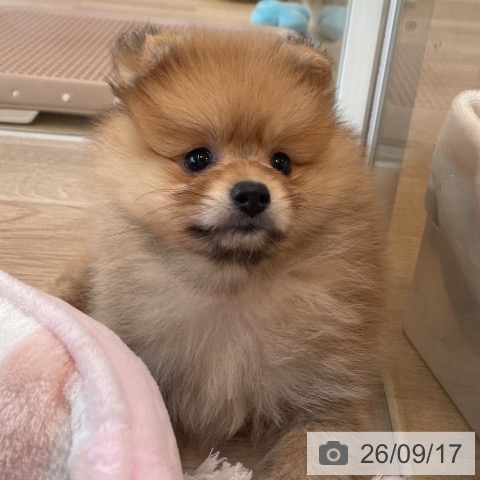 福岡県のポメラニアン (ペットプラス ららぽーと福岡店/2026年7月13日生まれ/男の子/オレンジ)の子犬の3枚目の画像