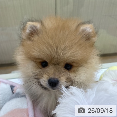 福岡県のポメラニアン (ペットプラス 福岡店/2026年7月13日生まれ/男の子/オレンジ)の子犬の4枚目の画像