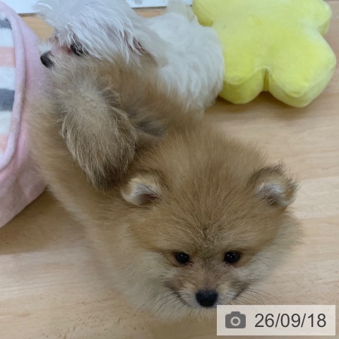 福岡県のポメラニアン (ペットプラス 福岡店/2026年7月13日生まれ/男の子/オレンジ)の子犬の3枚目の画像
