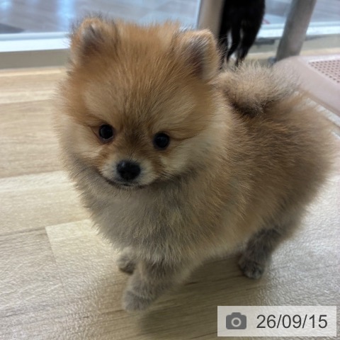 ポメラニアンの写真