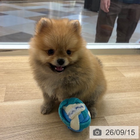 ポメラニアンの写真