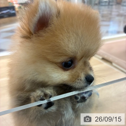 ポメラニアンの写真