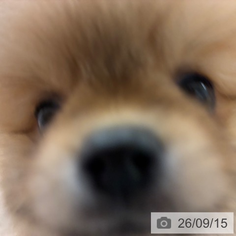 ポメラニアンの写真