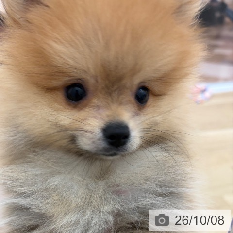 宮崎県のポメラニアン (ペットプラス 宮崎店/2026年7月13日生まれ/男の子/オレンジ)の子犬の3枚目の画像