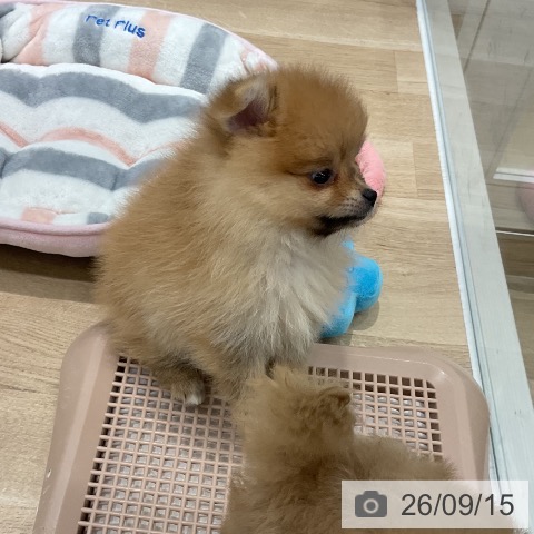 福岡県のポメラニアン (ペットプラス 八幡東店/2026年7月13日生まれ/女の子/オレンジ)の子犬の4枚目の画像