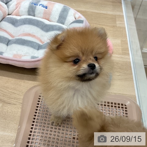 福岡県のポメラニアン (ペットプラス 八幡東店/2026年7月13日生まれ/女の子/オレンジ)の子犬の3枚目の画像