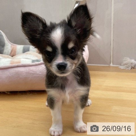 福岡県のチワワ(ロング) (ペットプラス MARK IS 福岡ももち店/2026年7月12日生まれ/男の子/ブラックタンホワイト)の子犬の3枚目の画像